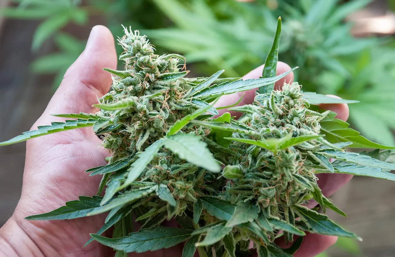 Wholesale CBD Edibles Made with Premium Full-Spectrum CBD Oil