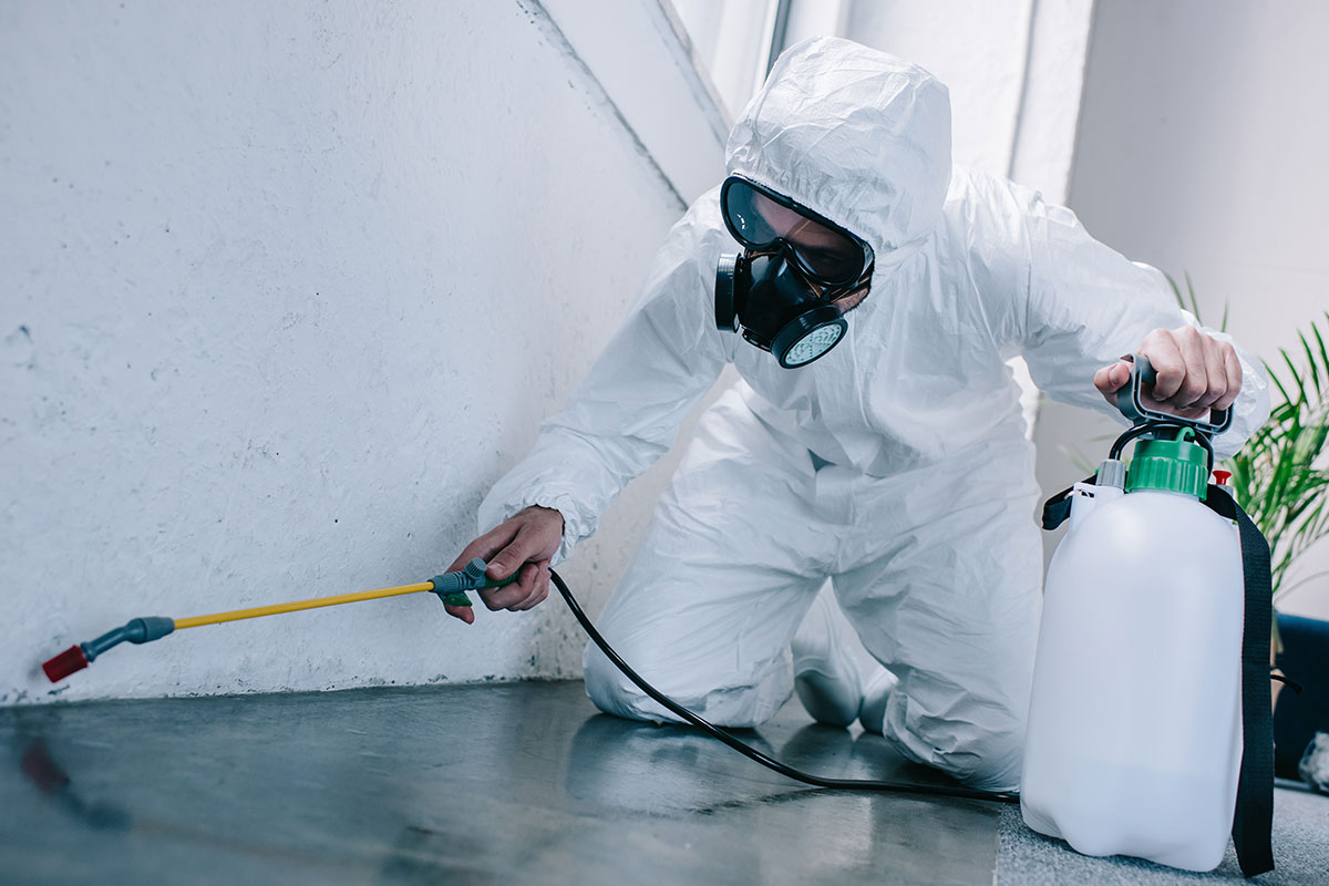 Expert Pest Control Solutions for Homes and Businesses